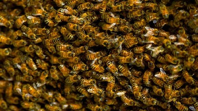 Millions of bees swarm Georgia interstate after truck overturns